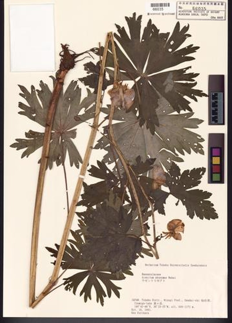 Aconitum okuyamae