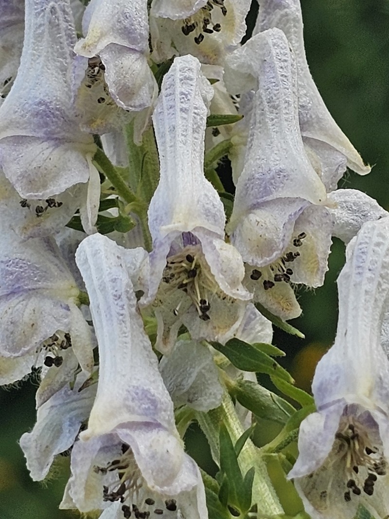 Aconitum orientale photo 2