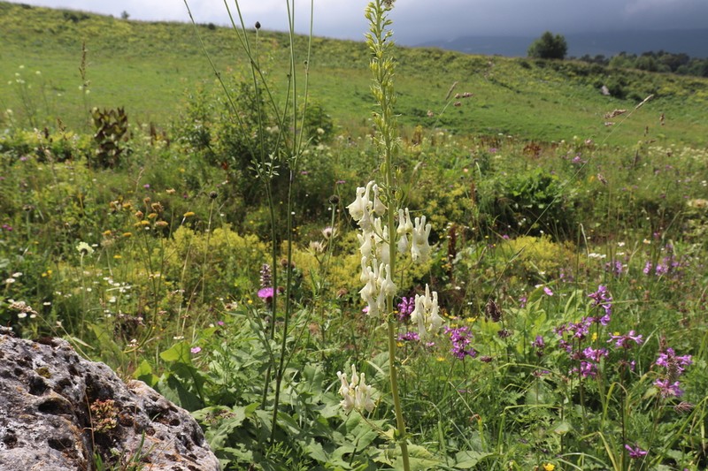 Aconitum orientale photo 3