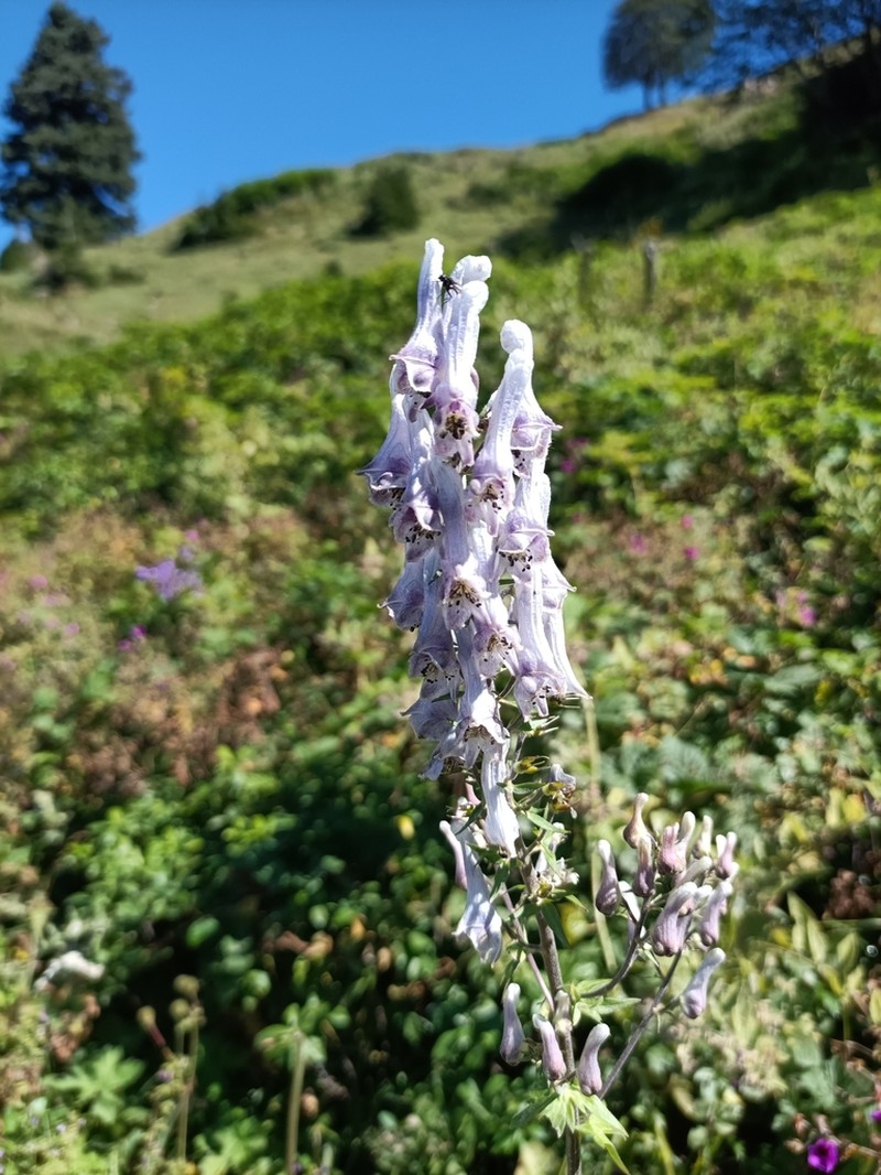 Aconitum orientale photo 4