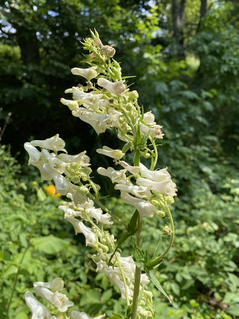 Aconitum orientale photo 5