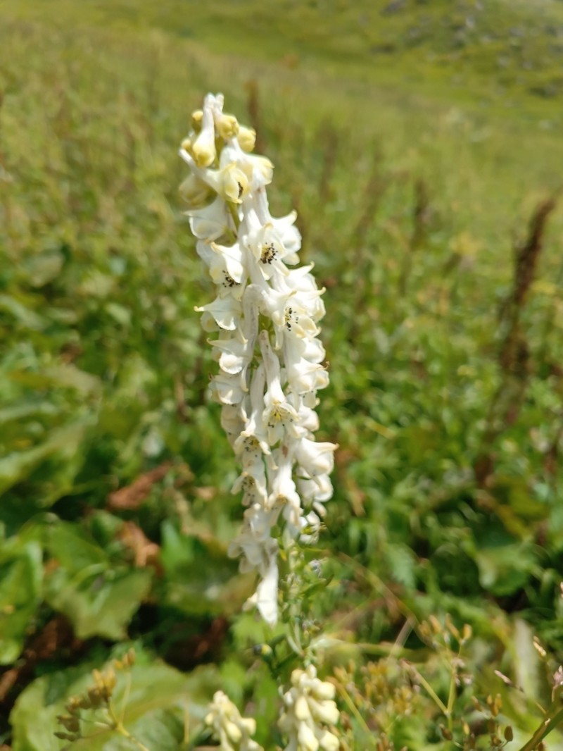 Aconitum orientale photo 6