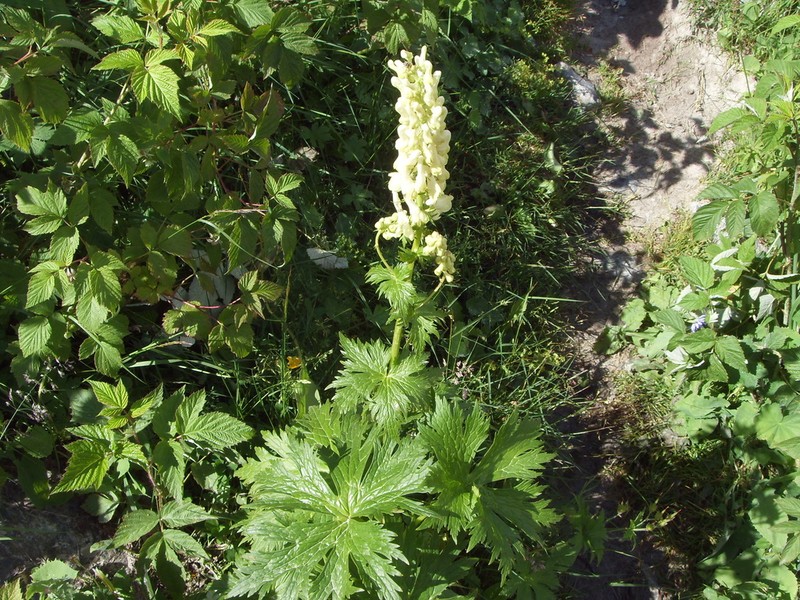 Aconitum orientale photo 7