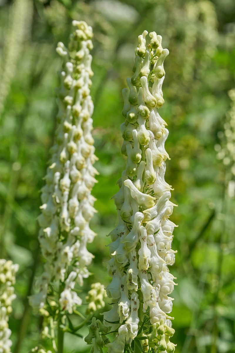 Aconitum orientale photo 8