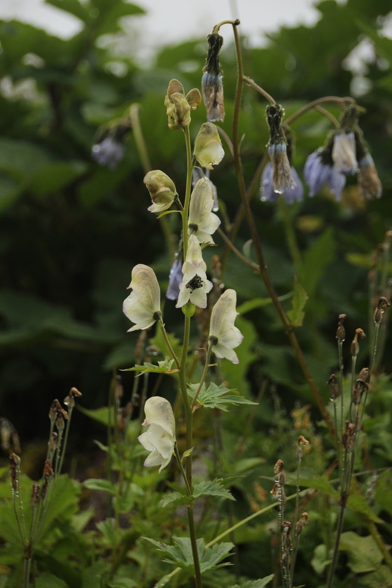 Aconitum orochryseum photo 2