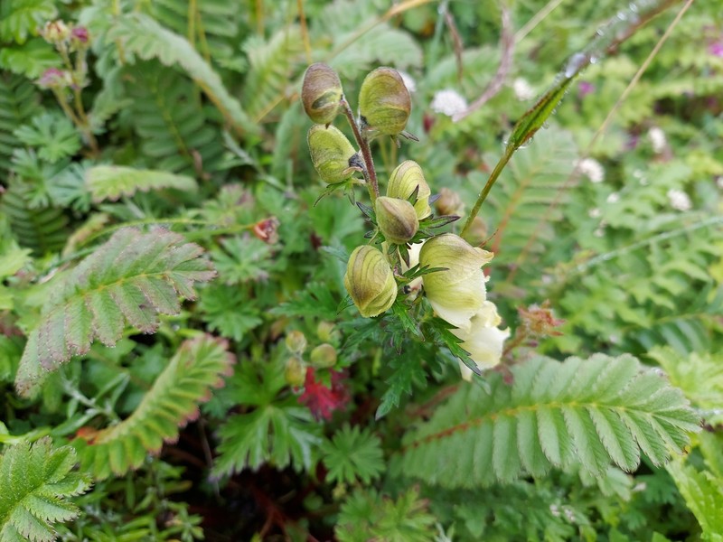Aconitum orochryseum photo 4