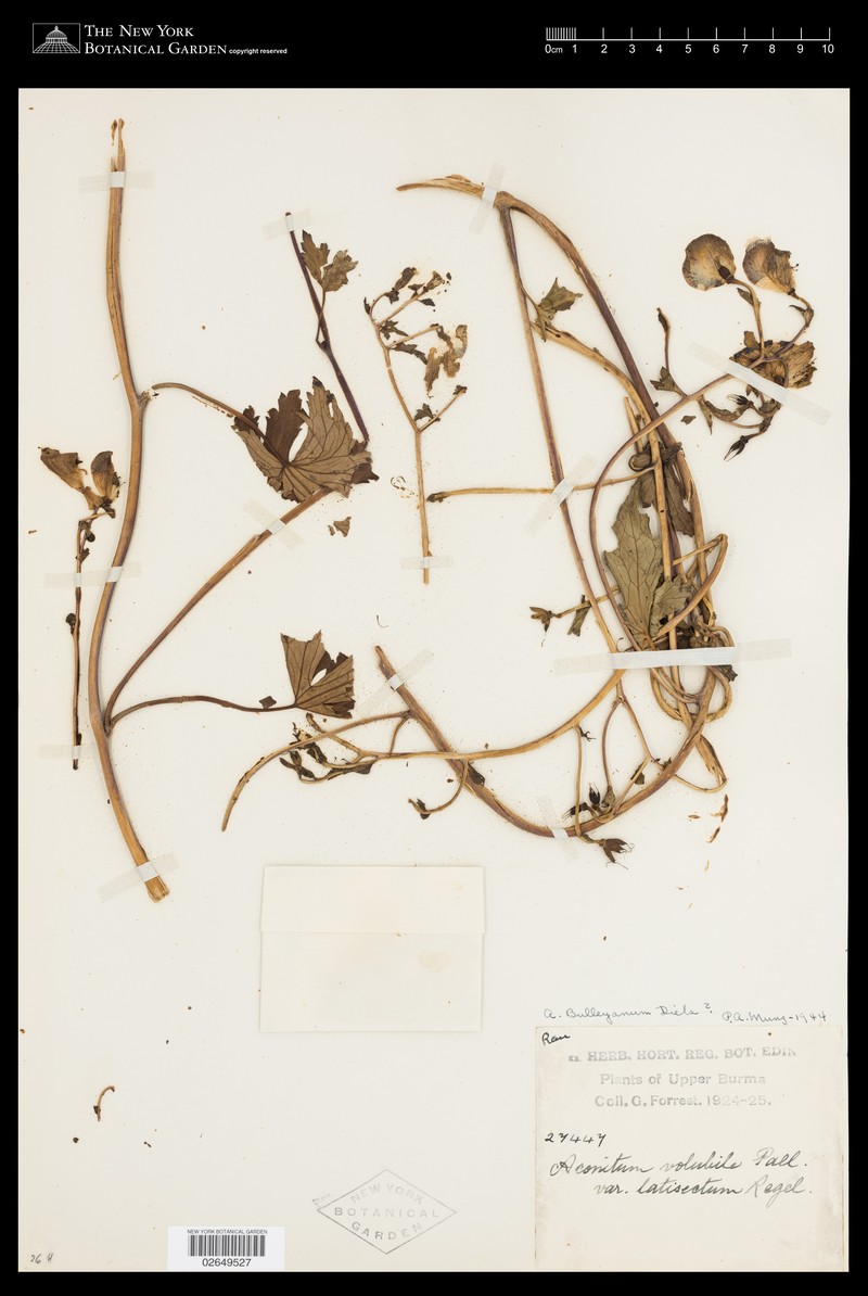 Aconitum palmatum