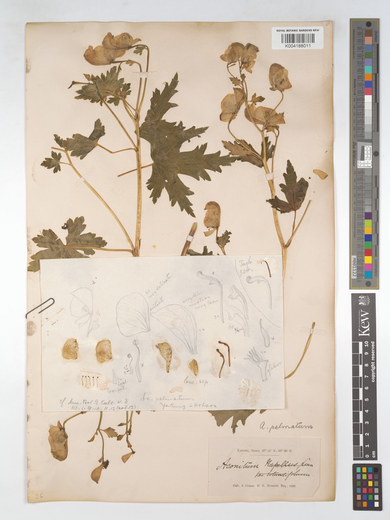 Aconitum palmatum photo 3
