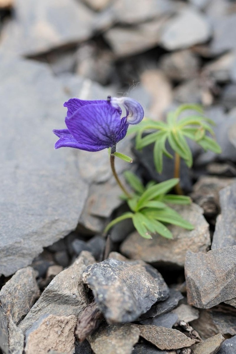 Aconitum paradoxum