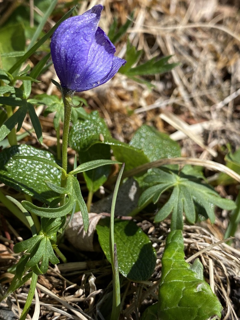 Aconitum paradoxum photo 2