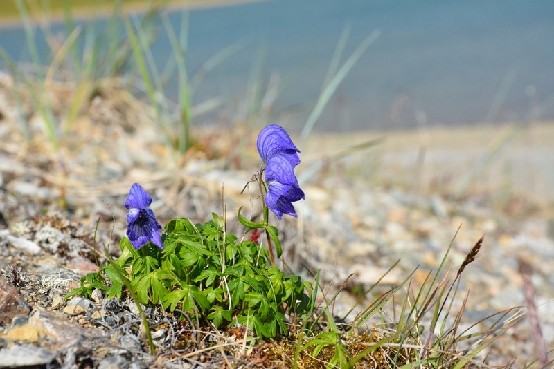 Aconitum paradoxum photo 3
