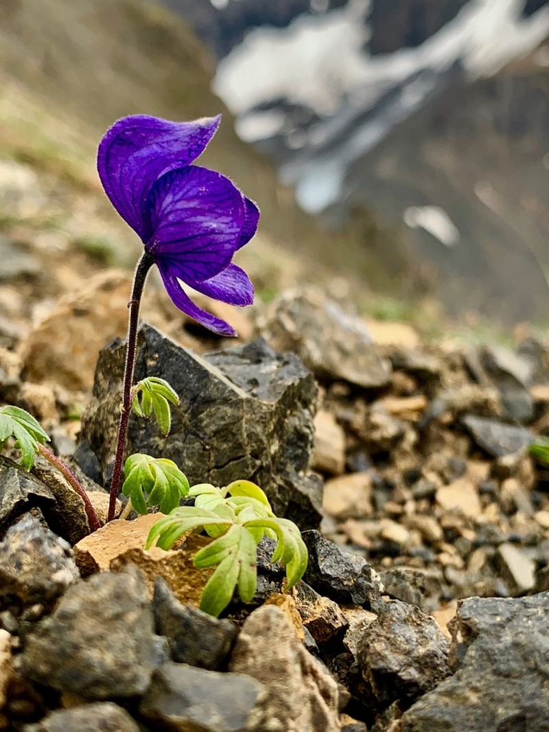 Aconitum paradoxum photo 4