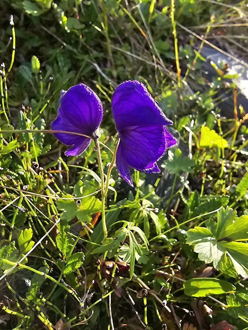 Aconitum paradoxum photo 5