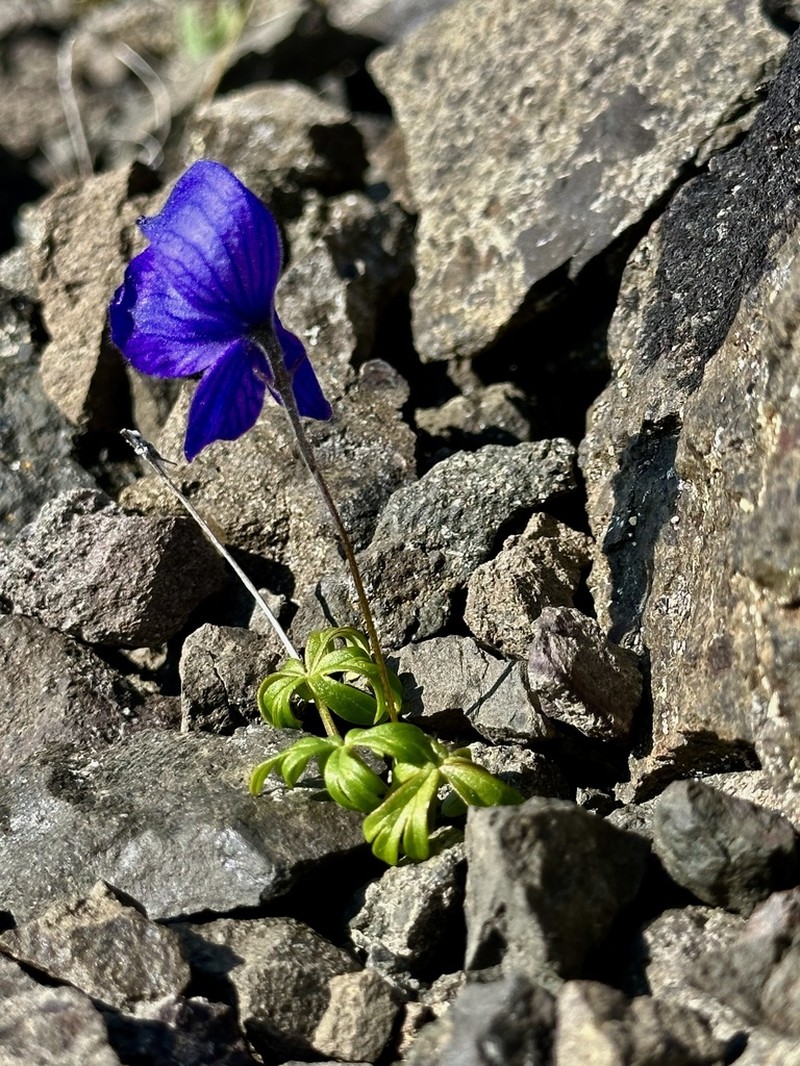 Aconitum paradoxum photo 6