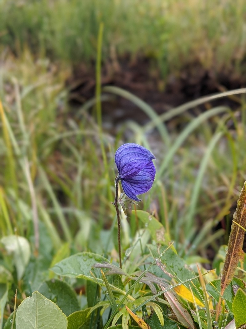 Aconitum paradoxum photo 7