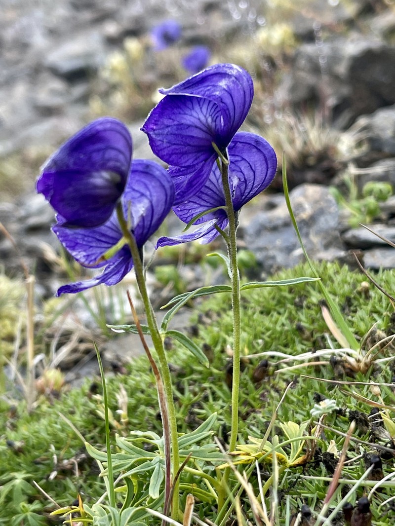Aconitum paradoxum photo 8