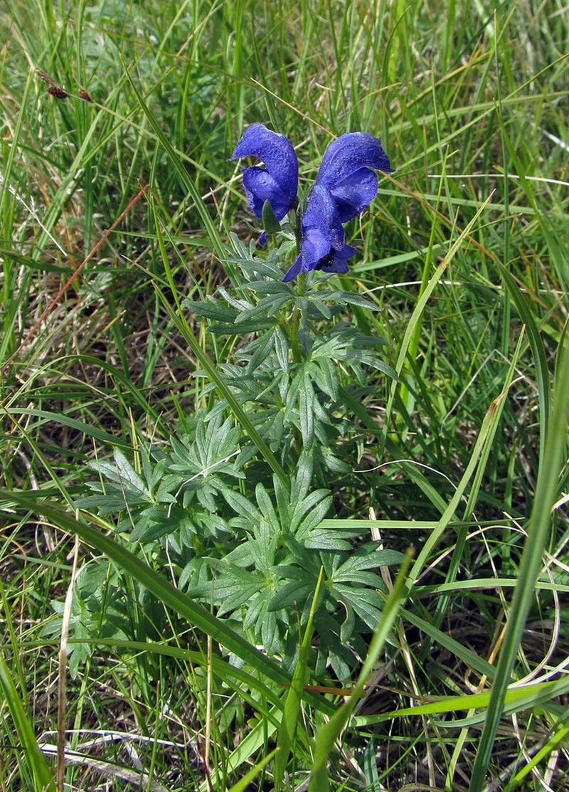 Aconitum paskoi photo 3