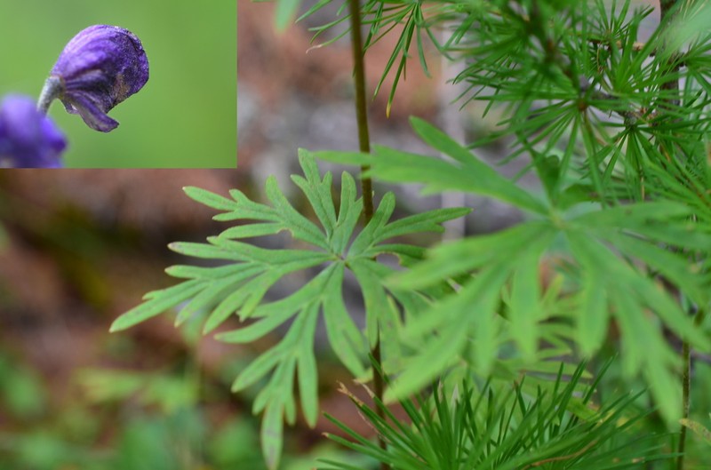 Aconitum paskoi photo 4