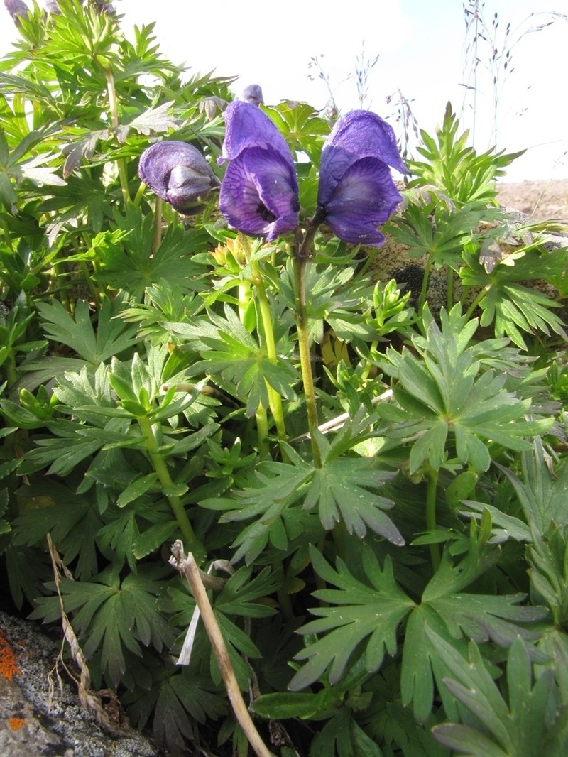 Aconitum paskoi photo 5