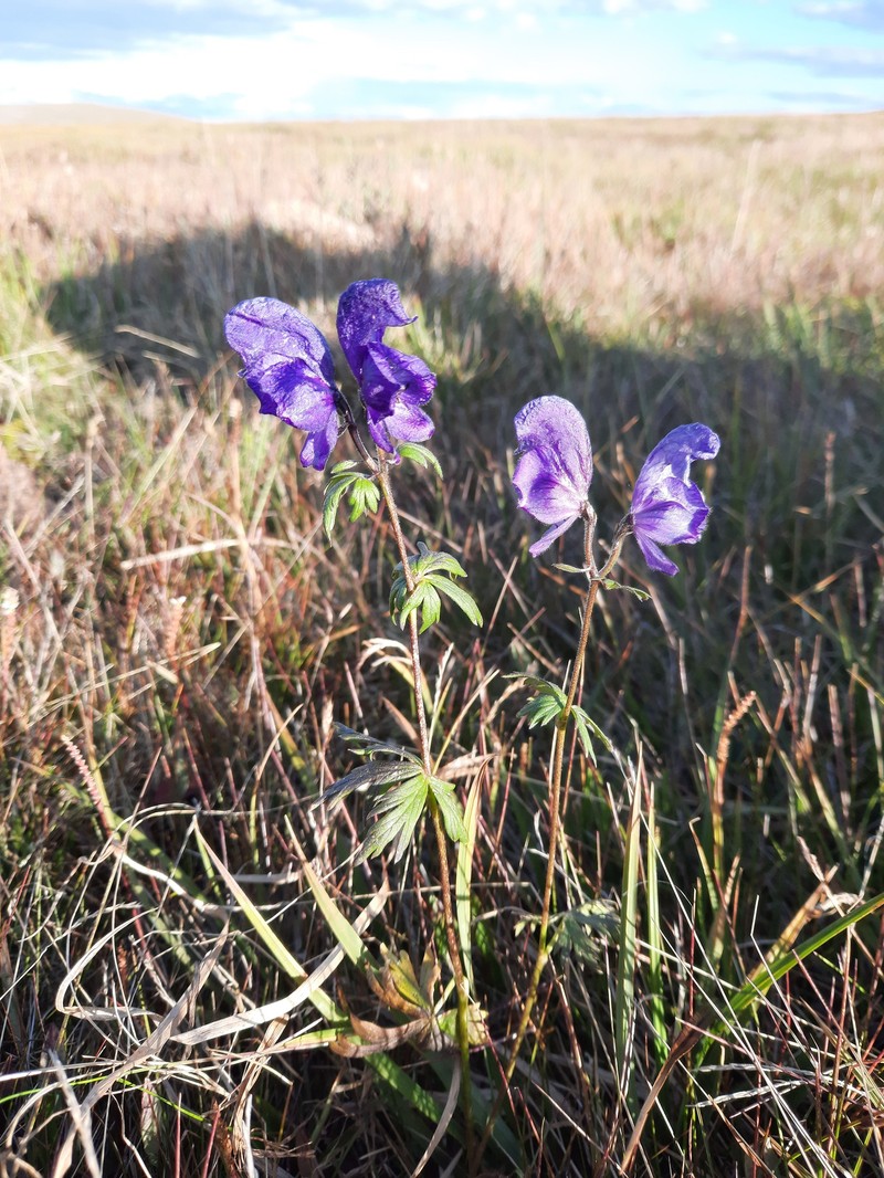 Aconitum paskoi photo 6