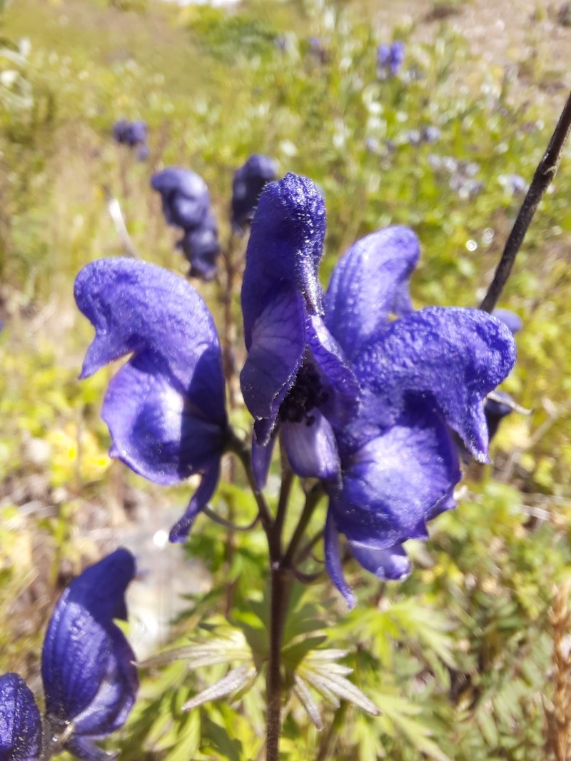 Aconitum paskoi photo 7