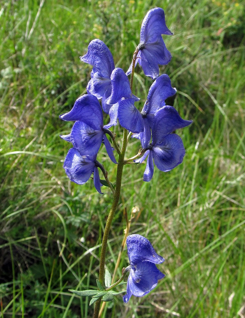 Aconitum paskoi photo 8