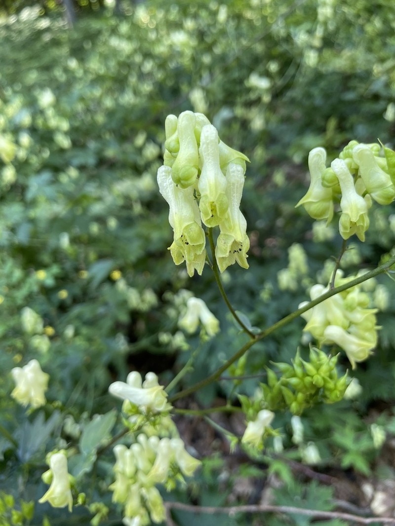 Aconitum pauciflorum