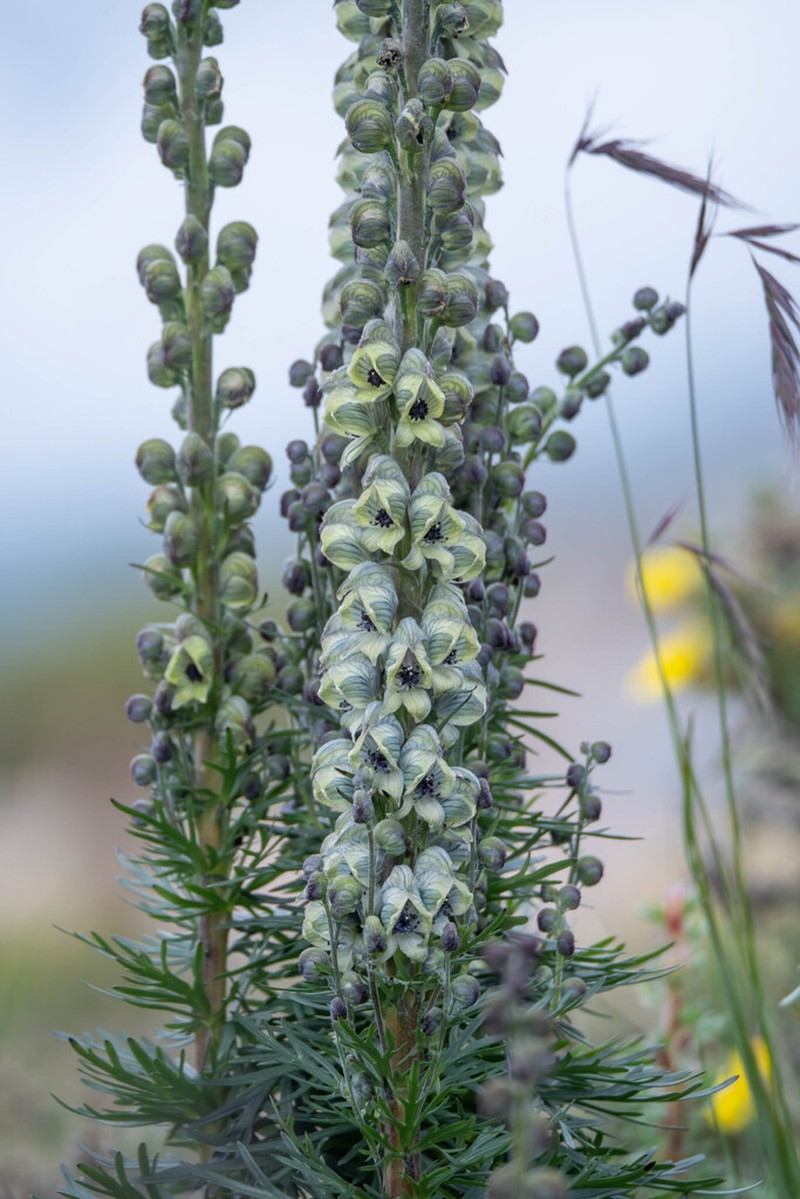 Aconitum pendulum