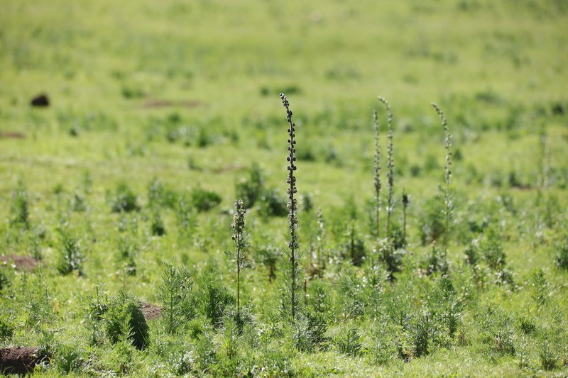 Aconitum pendulum photo 2