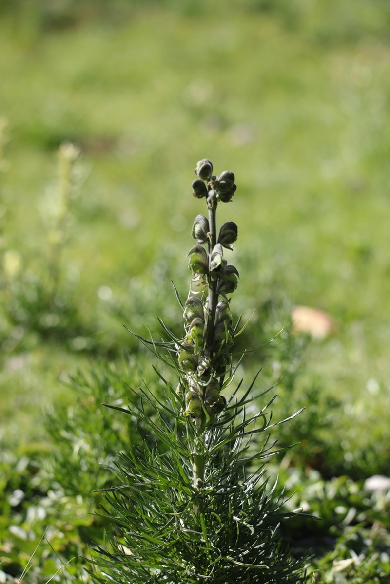 Aconitum pendulum photo 3