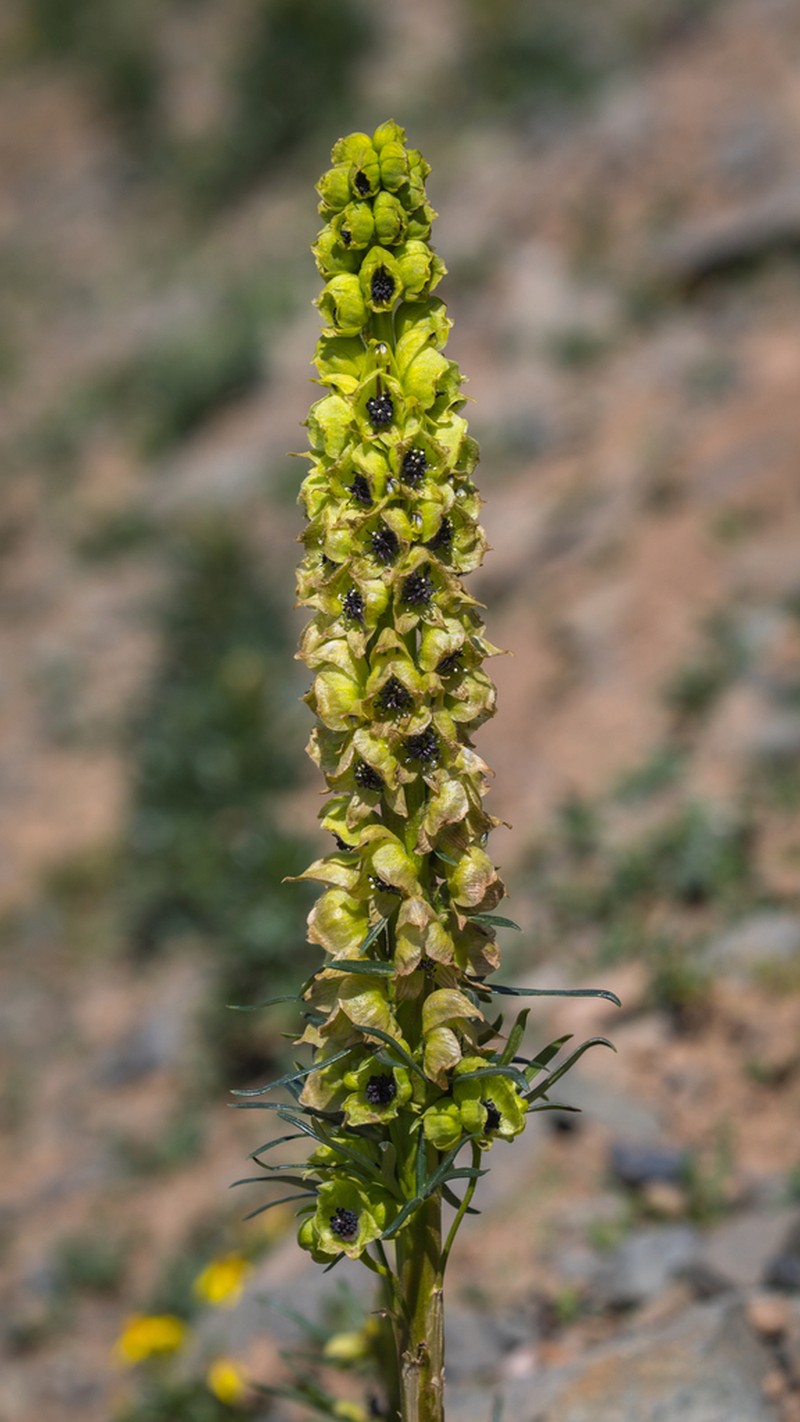Aconitum pendulum photo 4