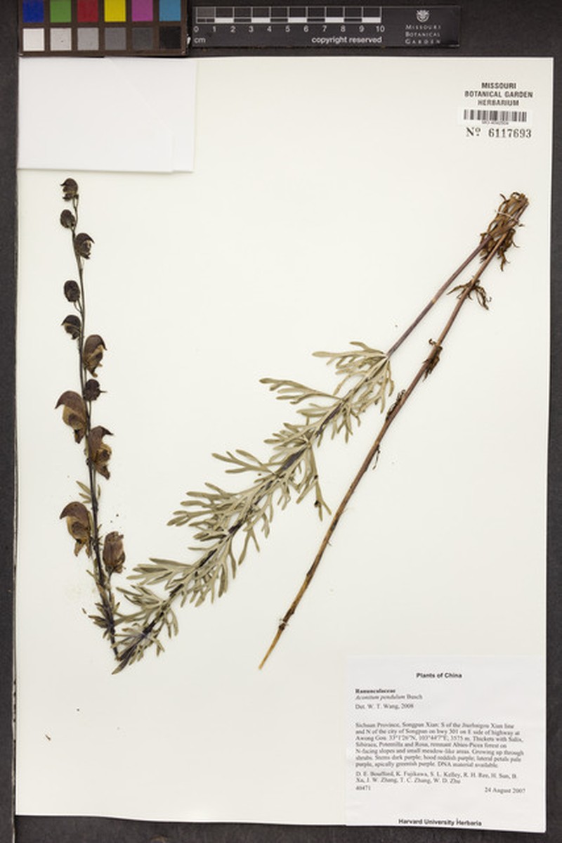 Aconitum pendulum photo 5