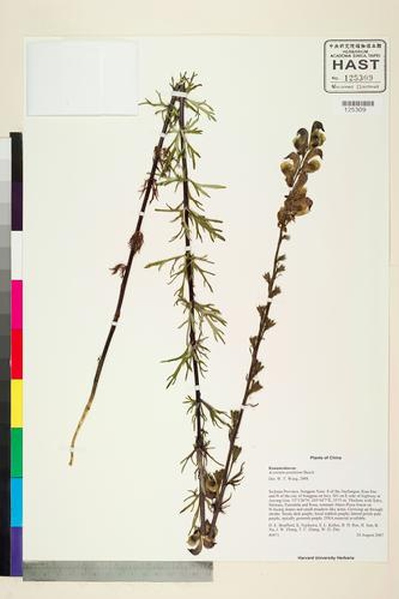 Aconitum pendulum photo 6