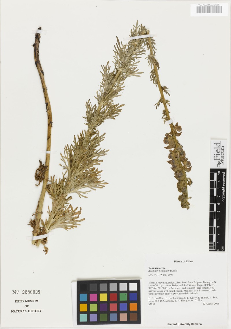 Aconitum pendulum photo 7