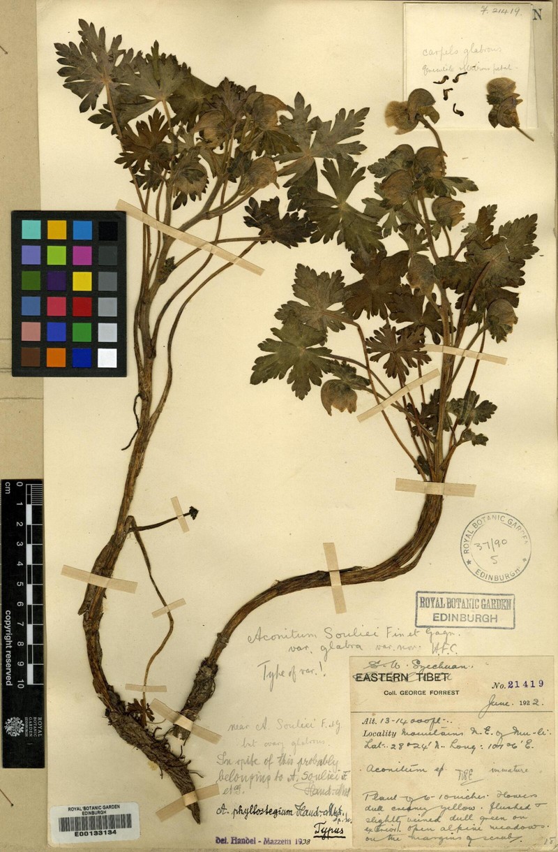 Aconitum phyllostegium