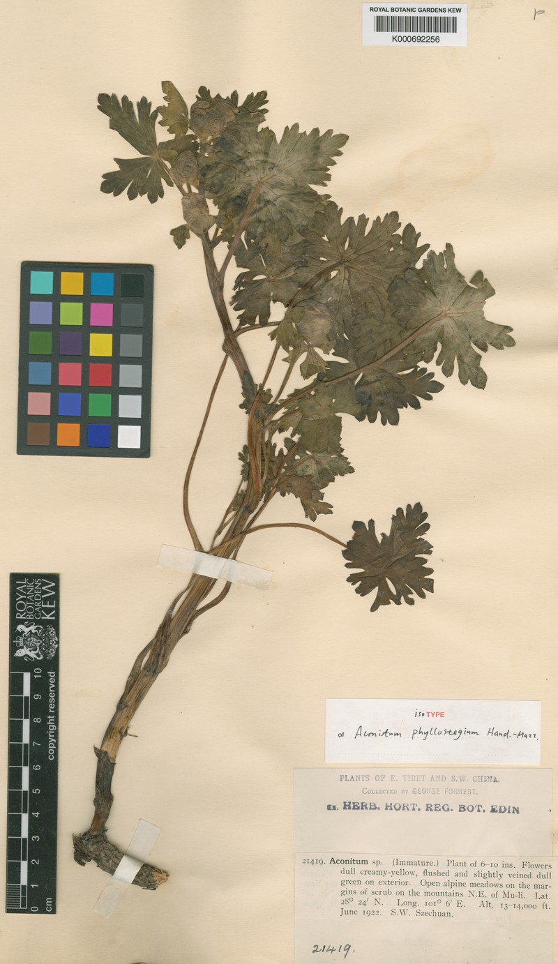 Aconitum phyllostegium photo 2