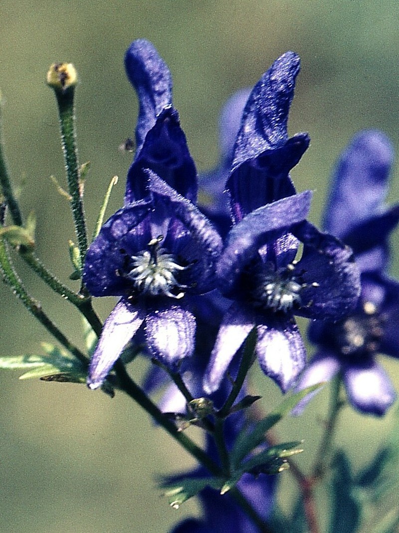 Aconitum pilipes
