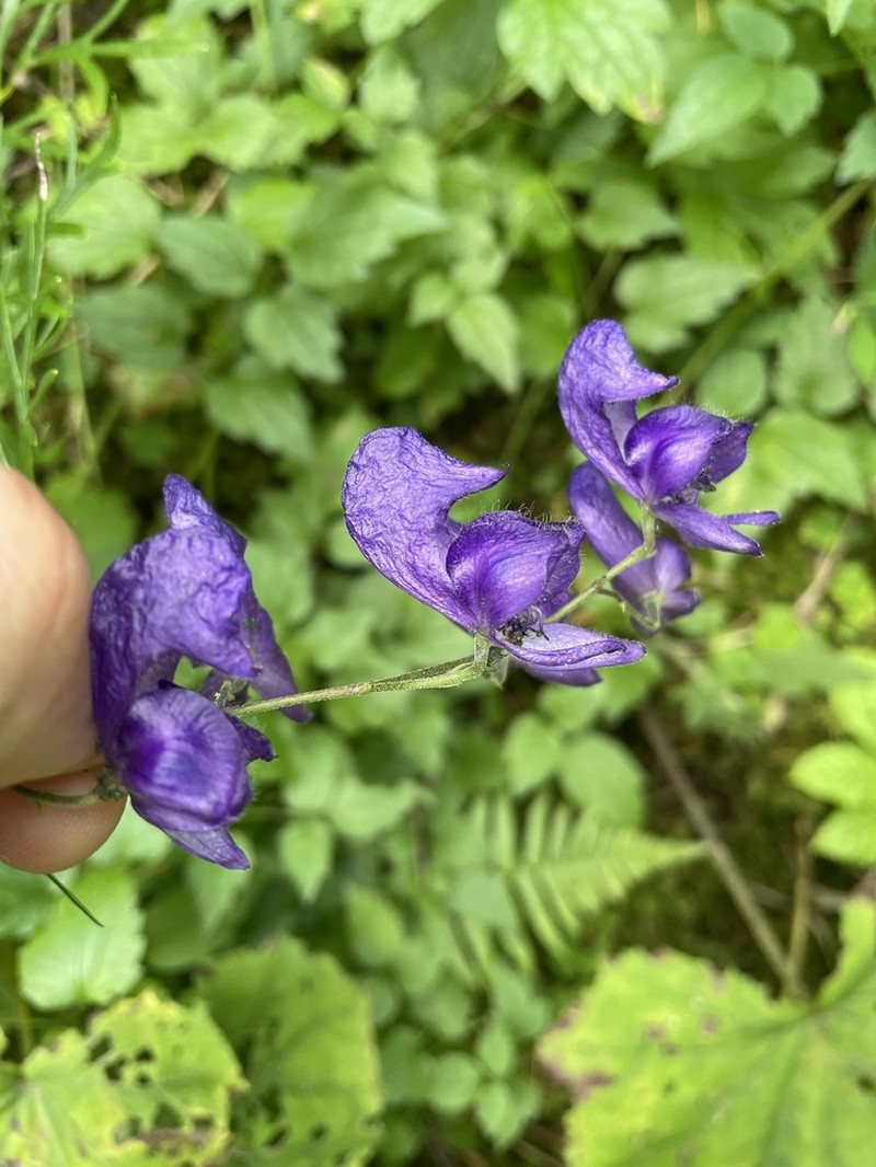 Aconitum pilipes photo 2