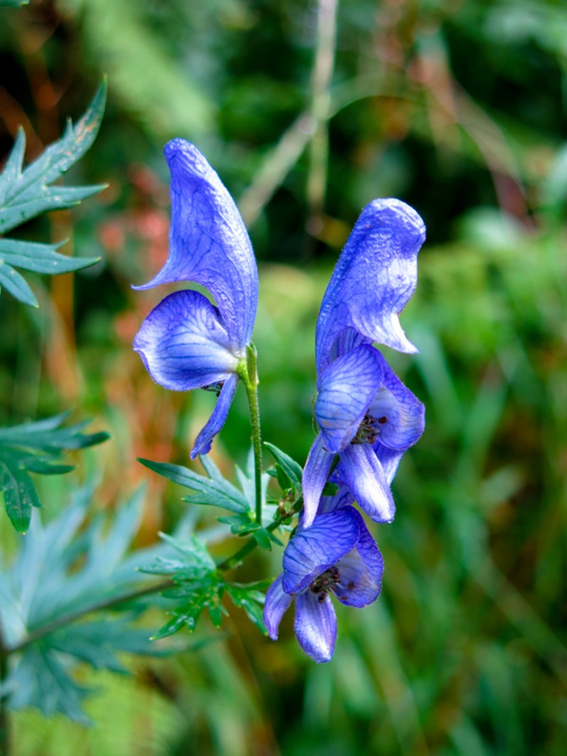 Aconitum pilipes photo 3