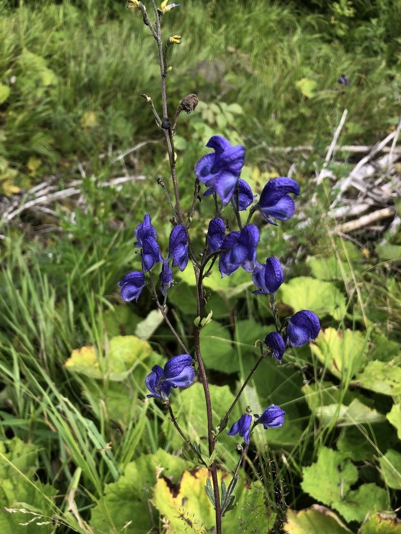 Aconitum plicatum