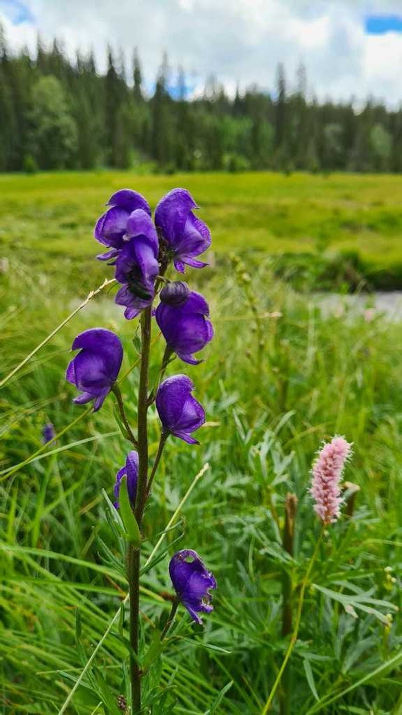 Aconitum plicatum photo 2
