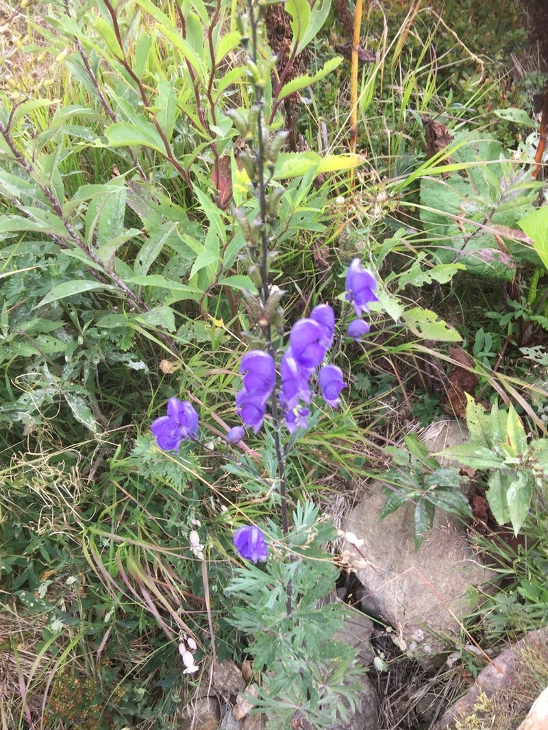 Aconitum plicatum photo 3