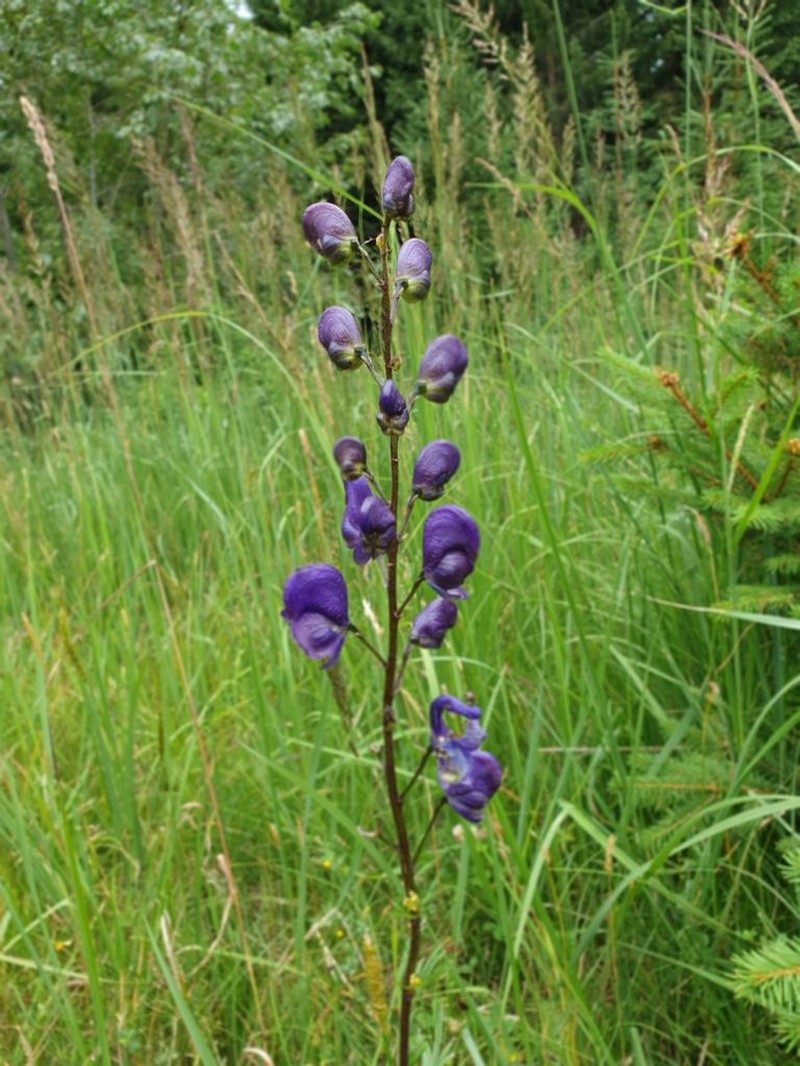 Aconitum plicatum photo 4