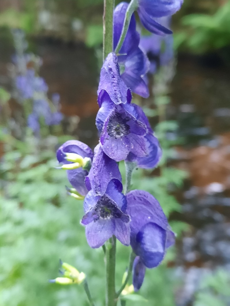 Aconitum plicatum photo 5