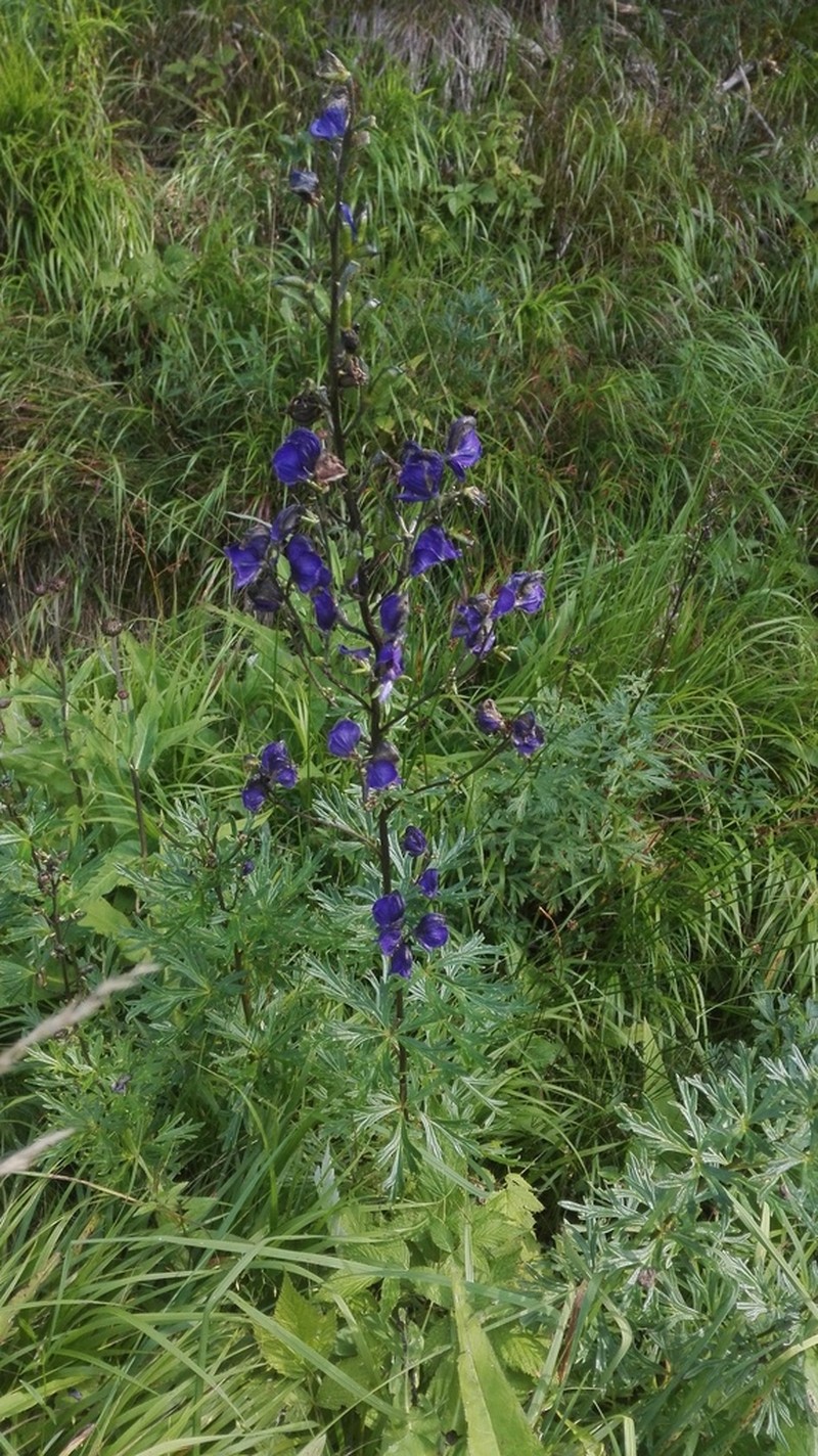 Aconitum plicatum photo 6