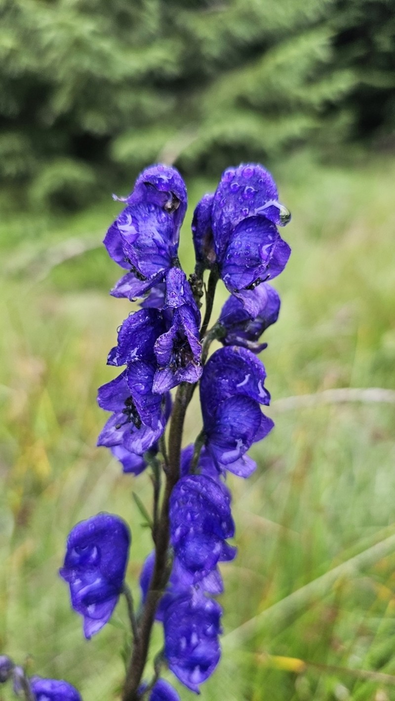 Aconitum plicatum photo 7