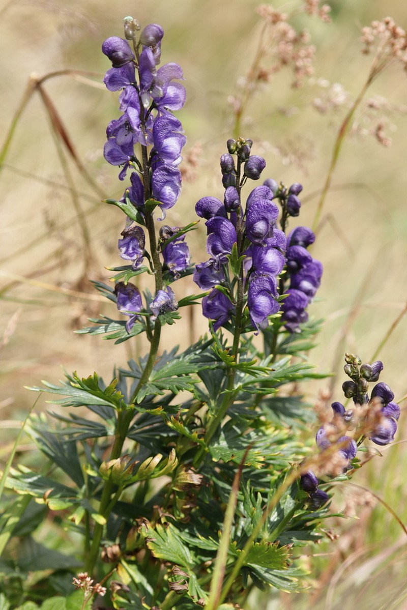 Aconitum plicatum photo 8