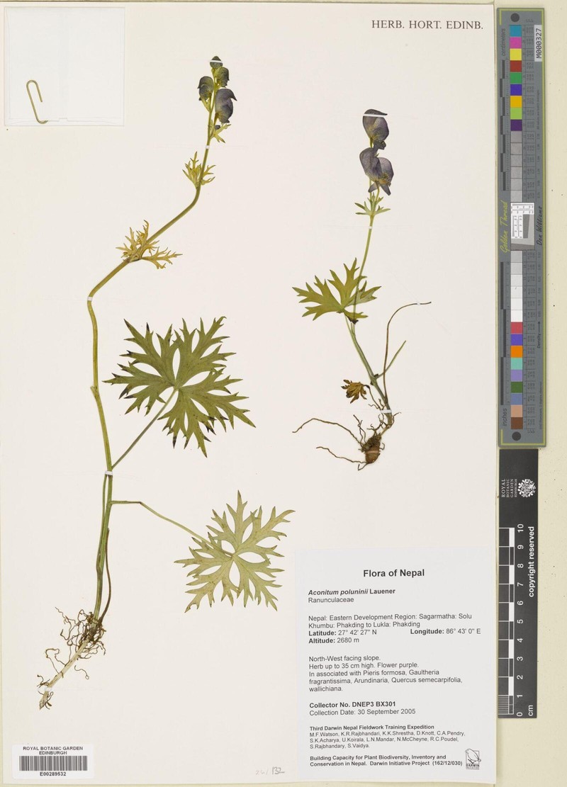Aconitum poluninii