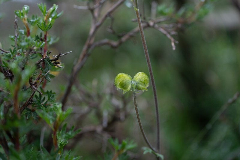 Aconitum popovii