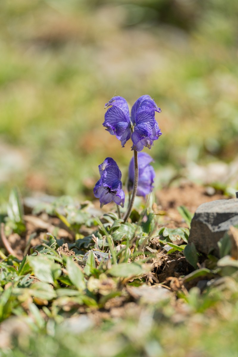 Aconitum popovii photo 3